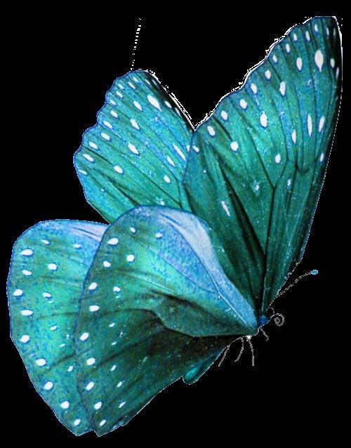 Butterflies of magic