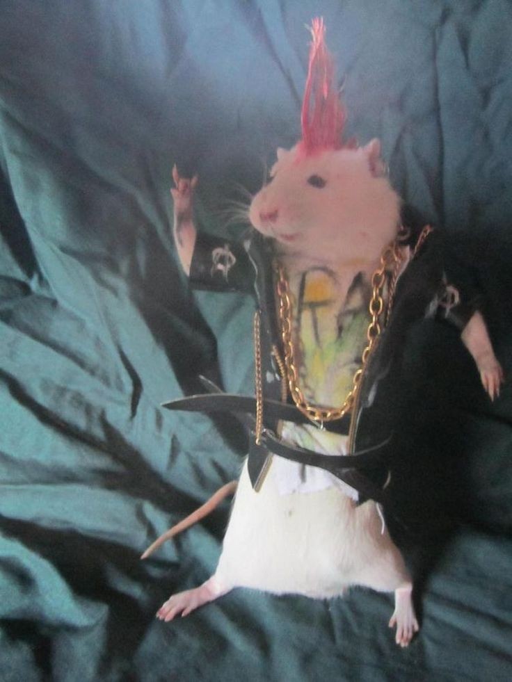 All hail the&nbsp;rats